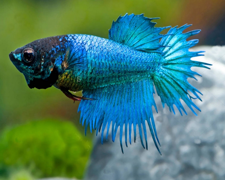 Fighter fish for sale near me on sale